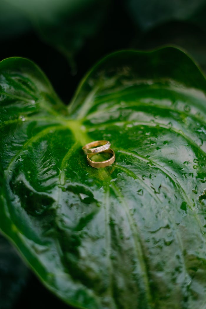 Close-up of two gold rings elegantly placed on a wet, lush green leaf for a creative jewelry presentation.